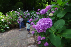 紫陽花 隠れた名所　個人のお宅