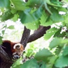 野毛山動物園(フィルム) 机上のレッサーパンダ