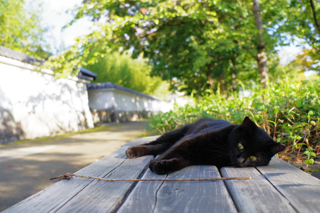 姫路城周辺観光 猫と戯れる4 疲れたの？