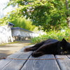 姫路城周辺観光 猫と戯れる4 疲れたの？