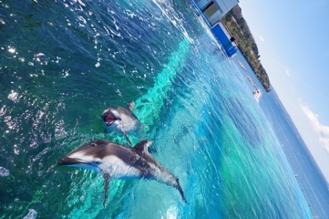 のとじま水族館 珍しいイルカへの餌やり 要求してくる