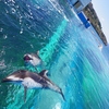 のとじま水族館 珍しいイルカへの餌やり 要求してくる