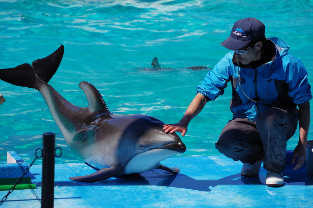 のとじま水族館　カマイルカのショー3