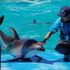 のとじま水族館　カマイルカのショー3