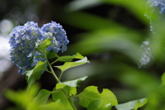 綺麗な紫陽花　FUJINON 135mm f3.5