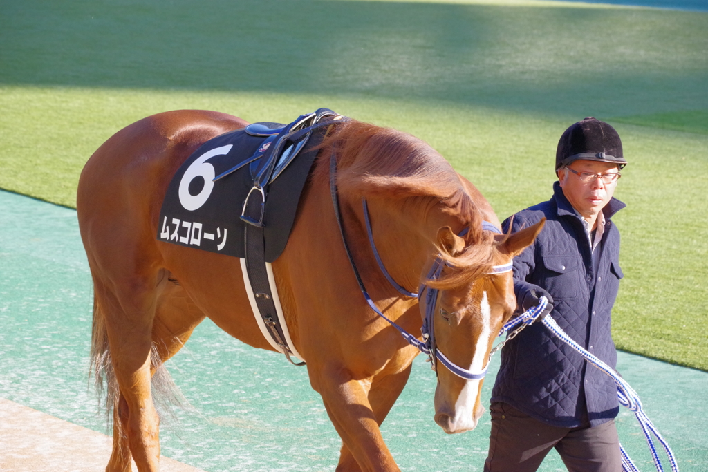 東京競馬場 パドック