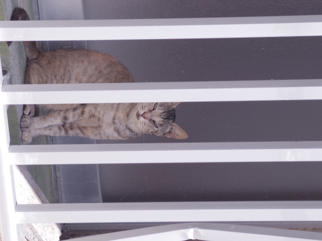 池島　野良猫たち