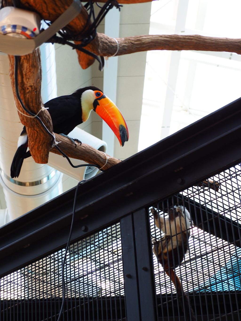 いしかわ動物園 オリンパスで撮ってみた 発色なかなかいいですね