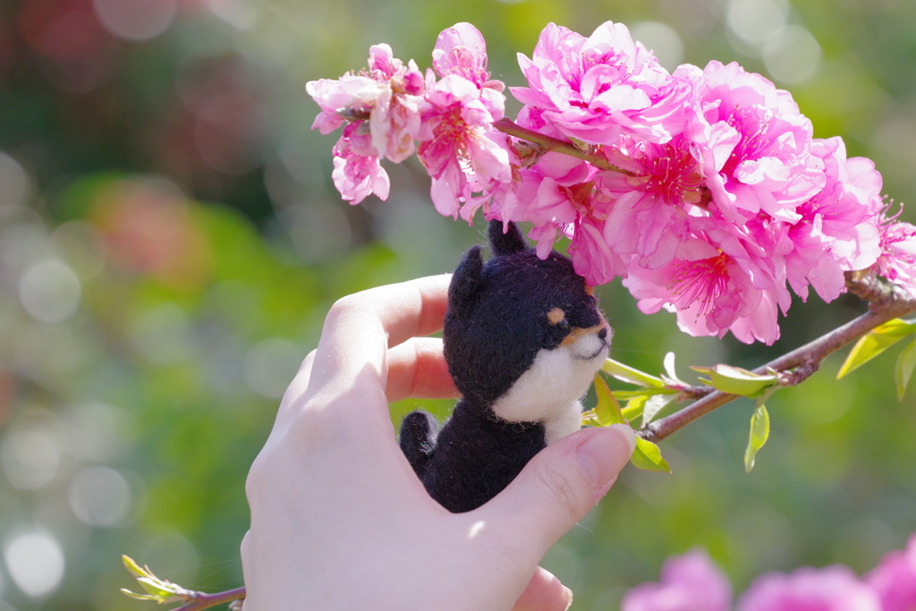 花と羊毛フェルトの犬3