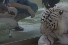 雨のいしかわ動物園 人がいても気にせず