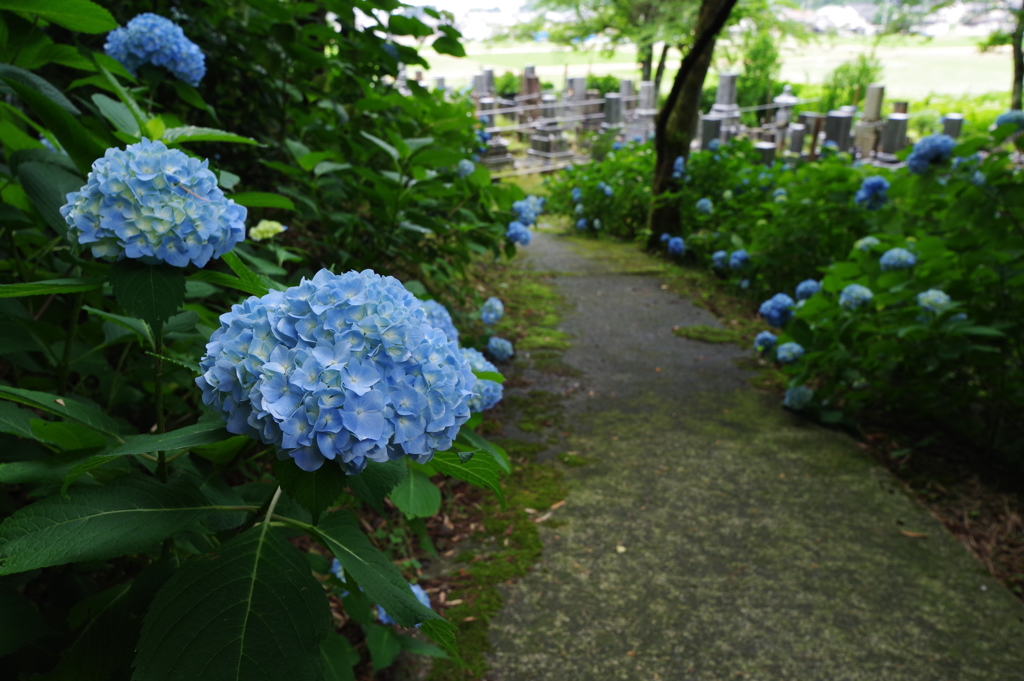 雨の次の日　紫陽花 綺麗な色
