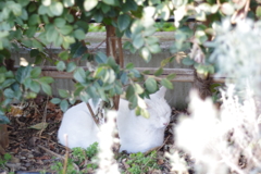猫の日なので　木陰で休む白猫