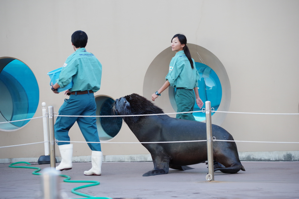 八景島シ-パラダイス  セイウチさん 犬みたいで可愛い