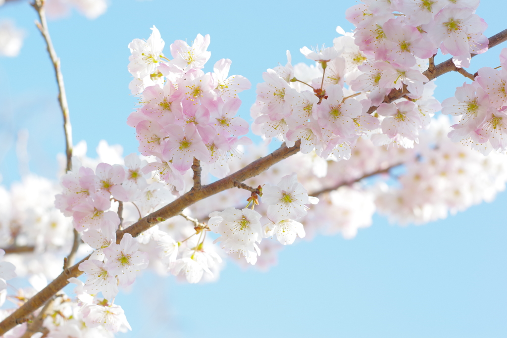 常泉寺　桜