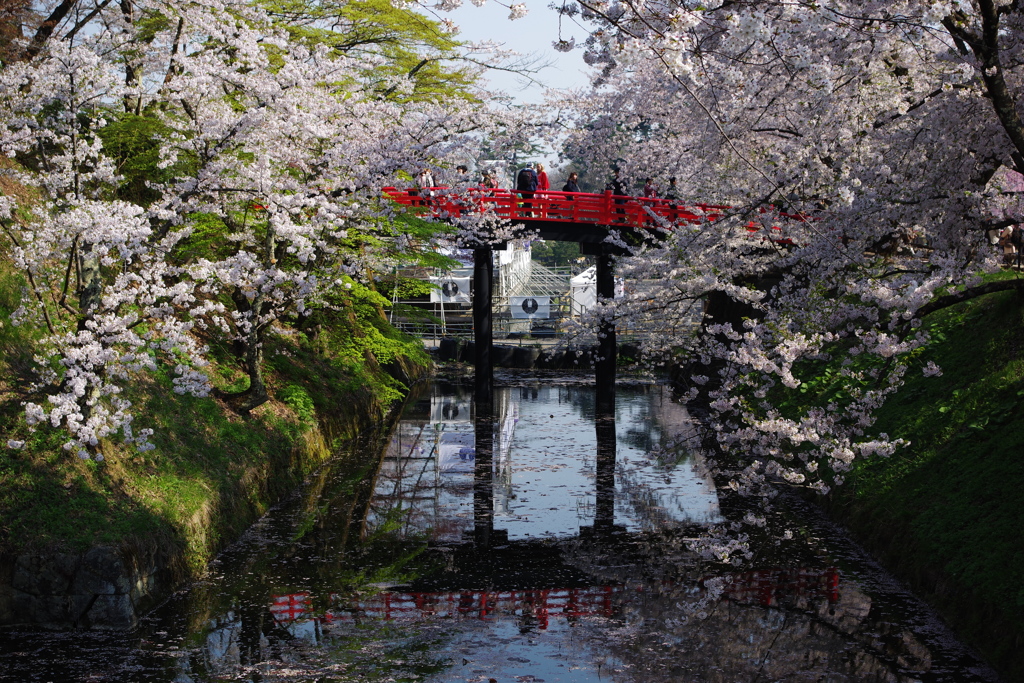 弘前さくら祭り　赤い橋とさくら