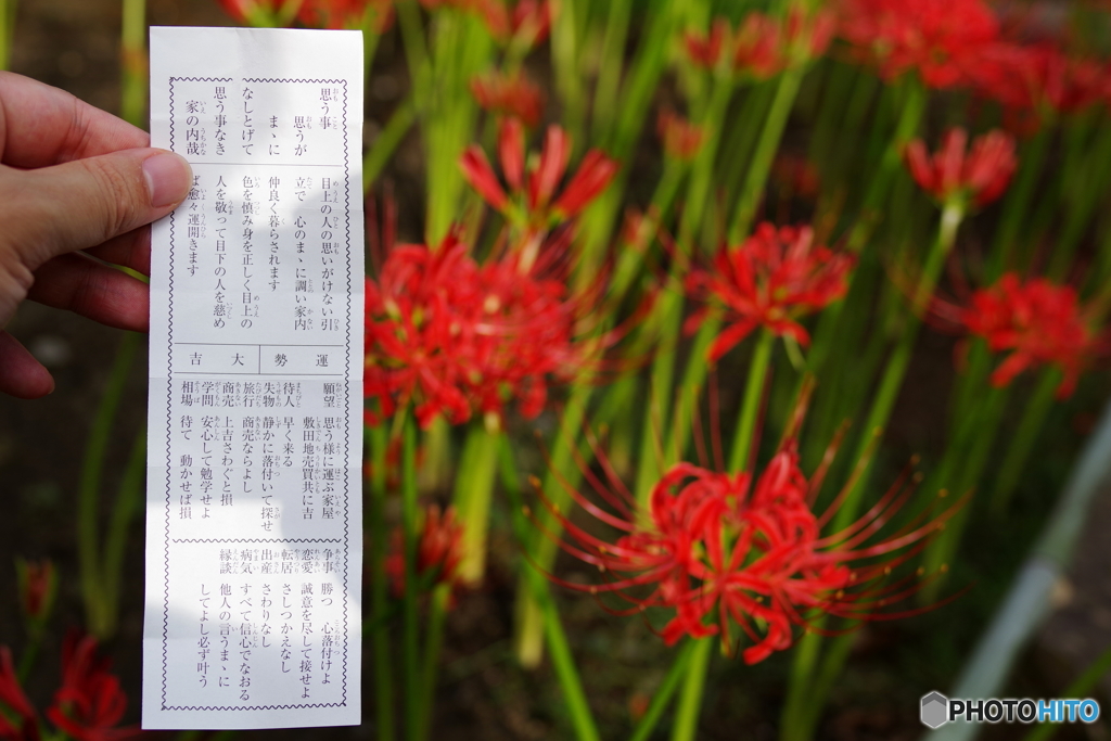 西方寺 彼岸花 大吉! (5)