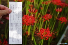 西方寺 彼岸花 大吉! (5)