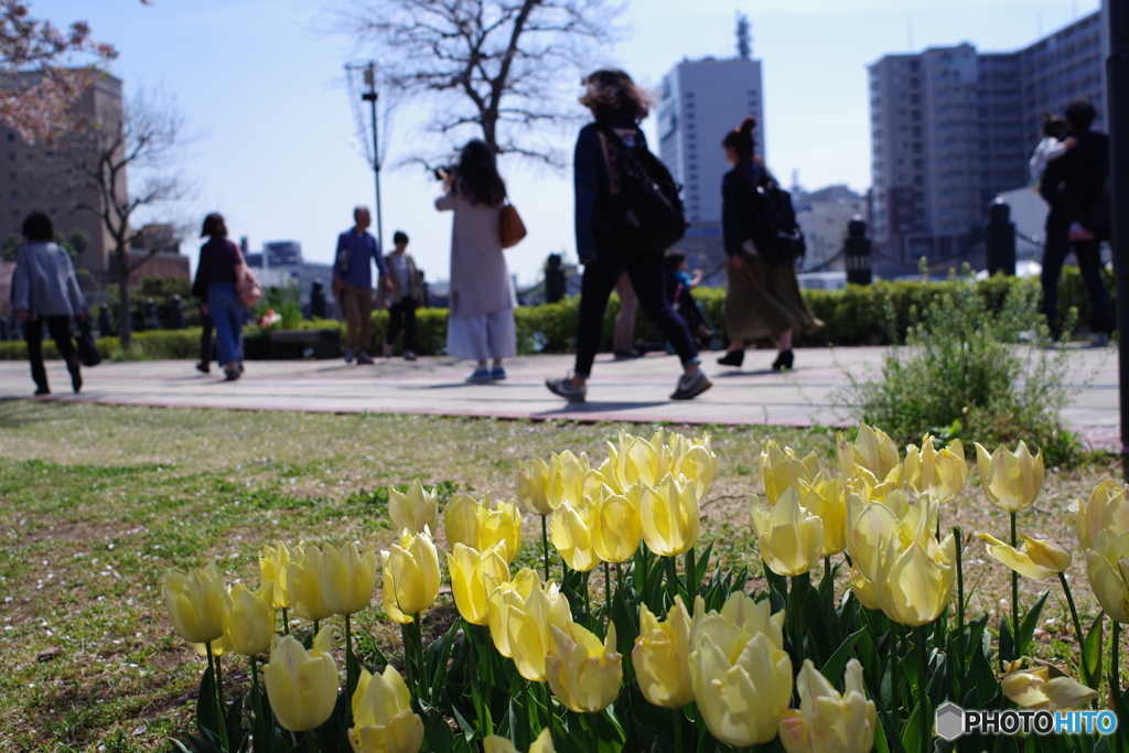 緑化みなとみらい散歩 RIkenon 28mm f2.8