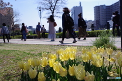 緑化みなとみらい散歩 RIkenon 28mm f2.8