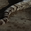 暖冬のいしかわ動物園 シッポ