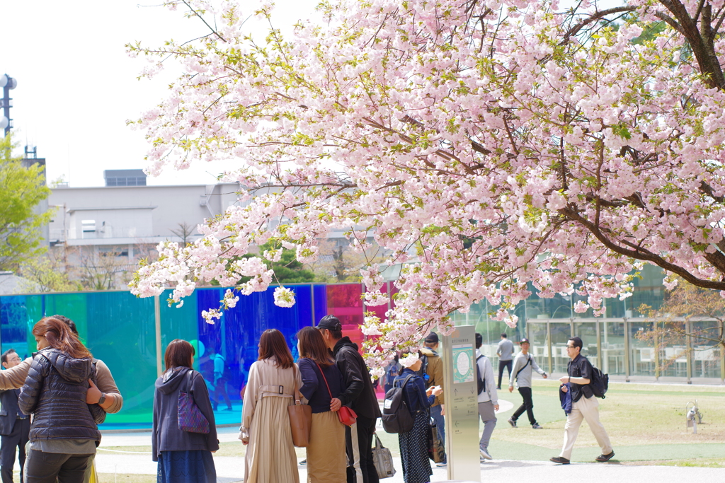 オールドレンズで散歩　八重桜　みんな記念撮影