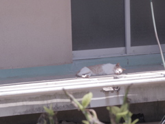 池島　野良猫たち