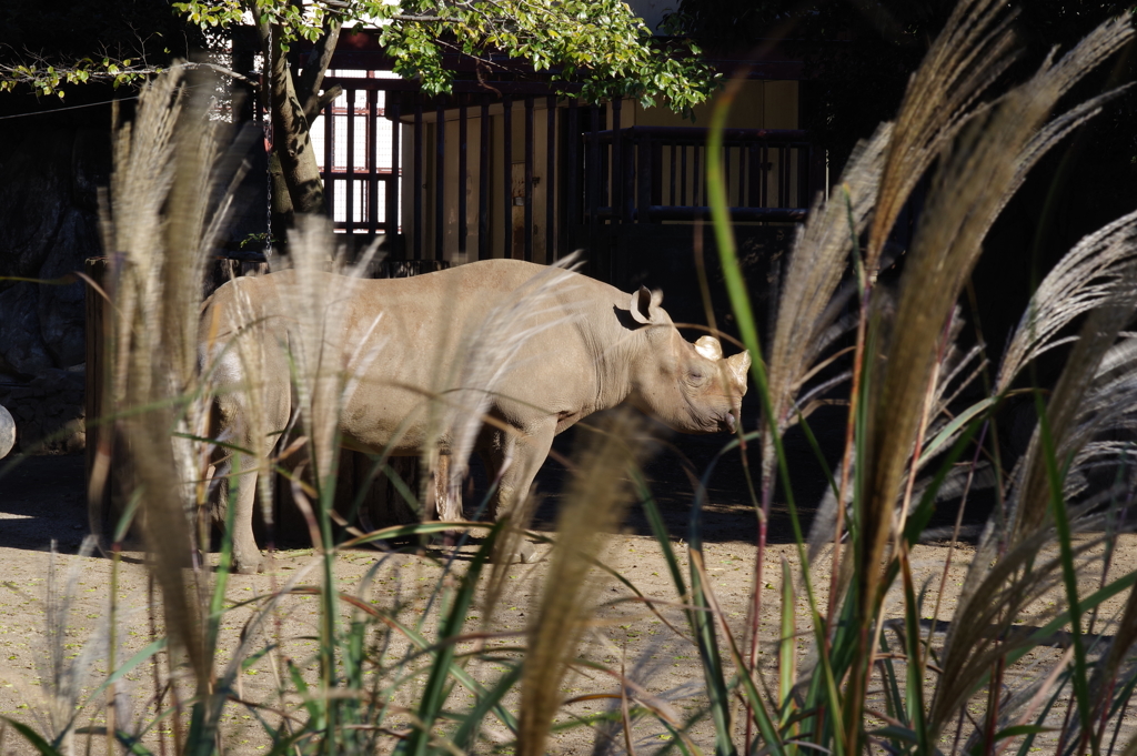 金沢動物園 秋と動物をテーマに撮ってみた！ ススキと風を感じるクロサイ
