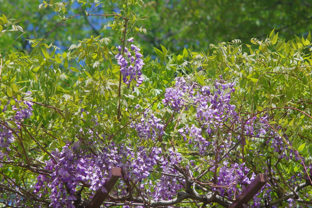 近所散歩 135mm takuma 