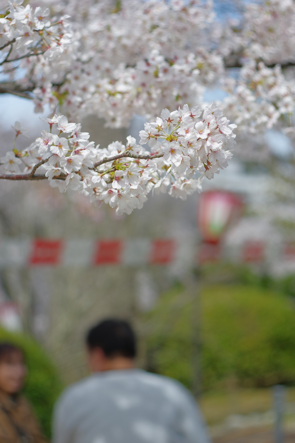 兼六園 桜 (38)