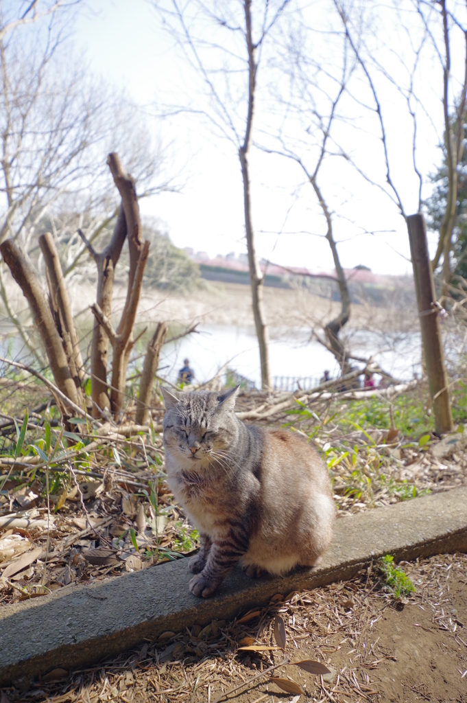DA 11-18mm f2.8 試し撮り 小松ヶ池公園 猫