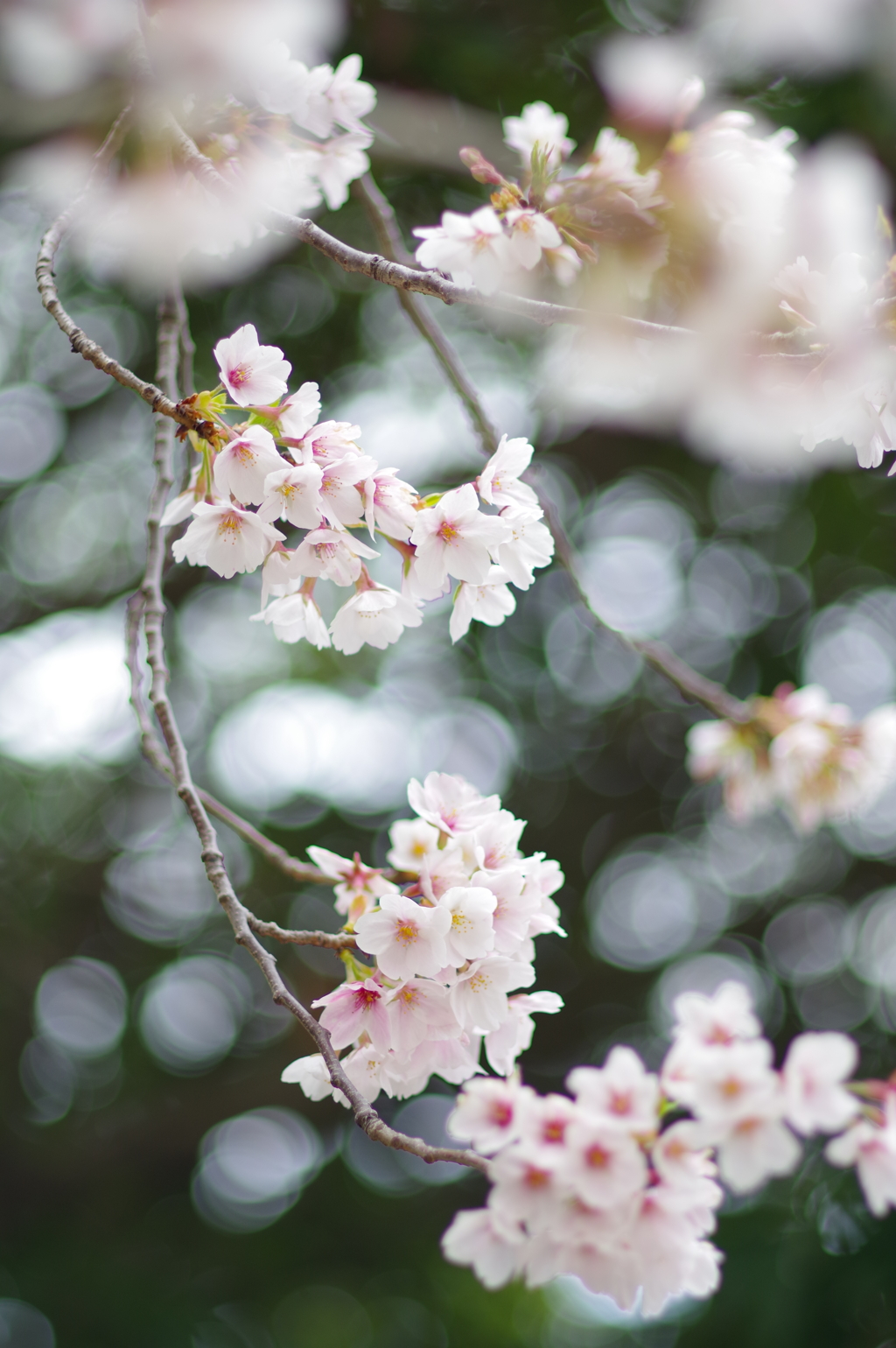 20200405 桜散歩 (23)