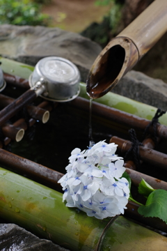 妙楽寺 紫陽花のお寺