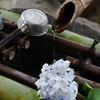 妙楽寺 紫陽花のお寺