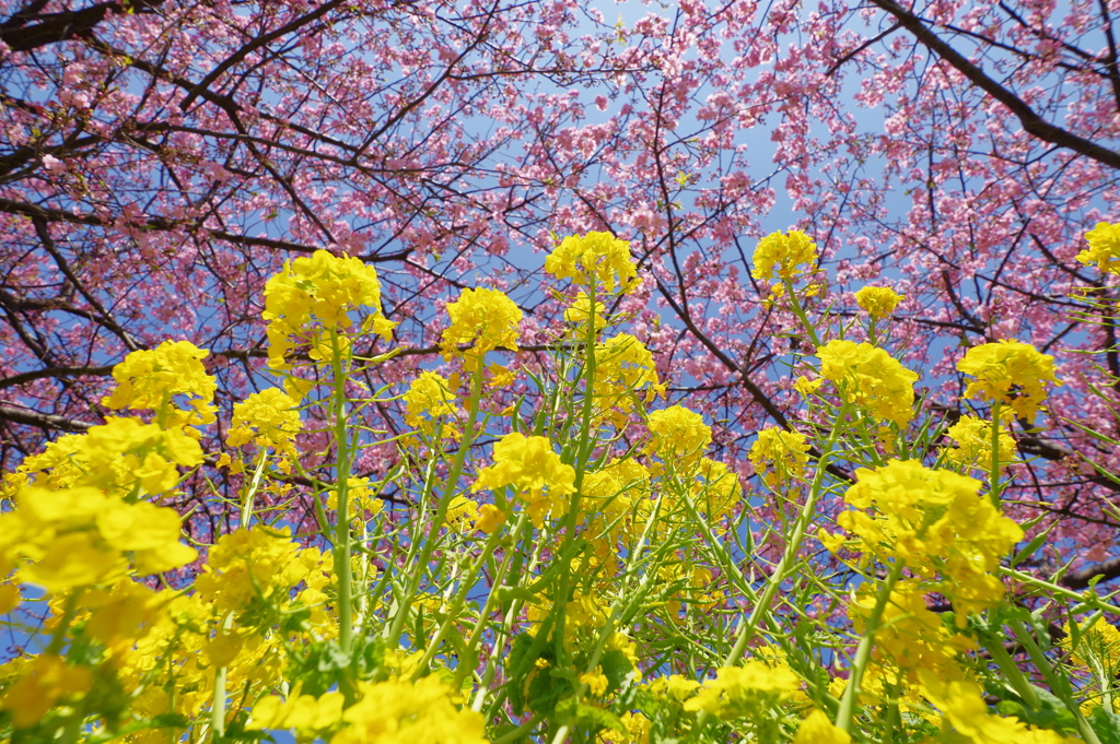 DA 11-18mm試し撮り　三浦海岸　河津桜