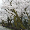 兼六園 桜 (60)