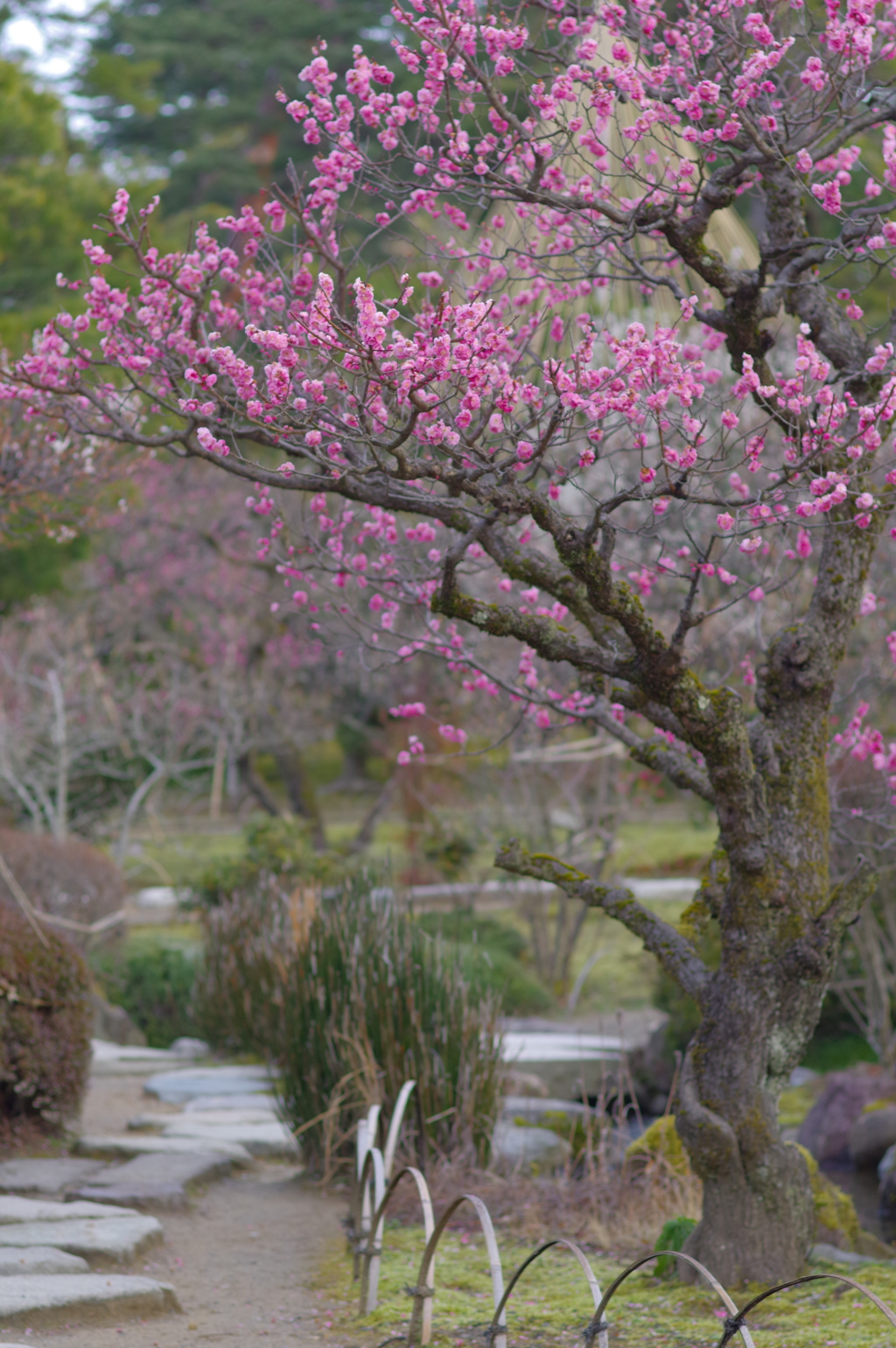 兼六園 梅林 (26)