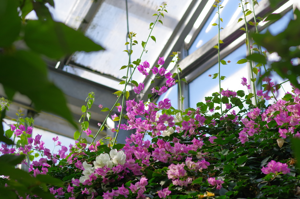 富山植物公園 (36)