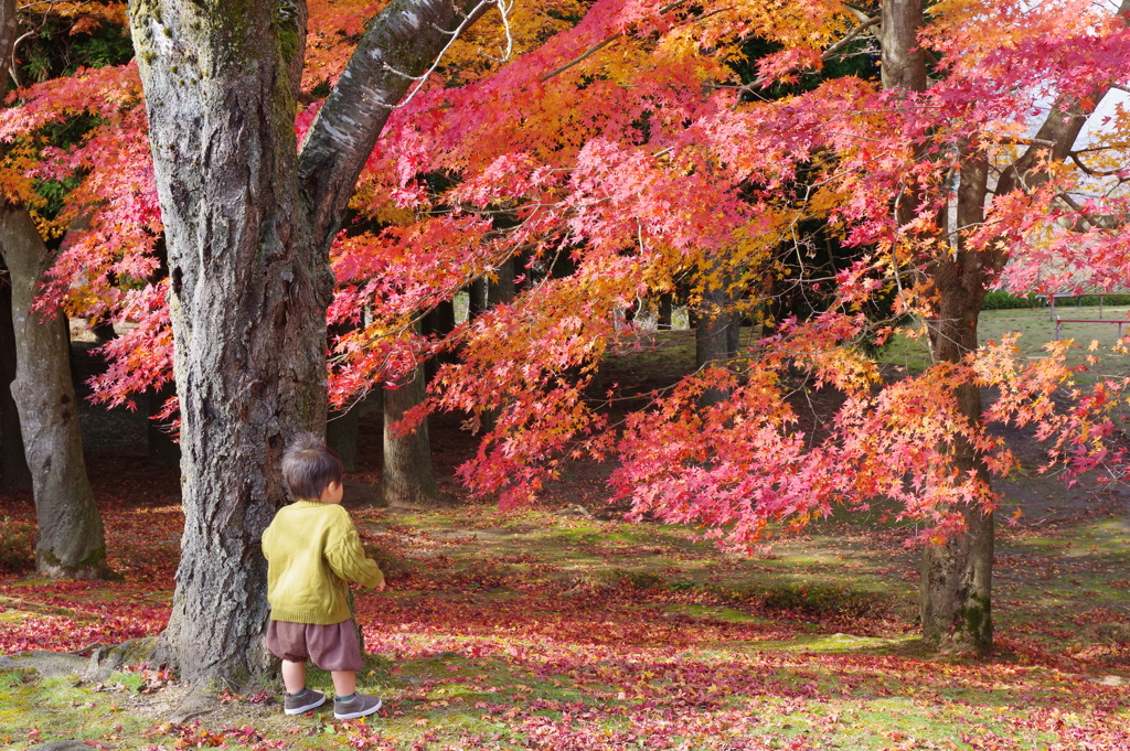 小矢部　紅葉