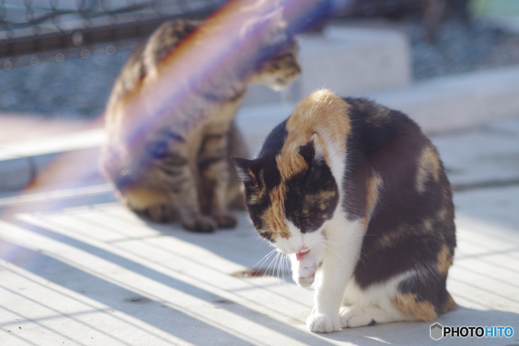 今日のノラ猫さん 3 バリアをはる猫