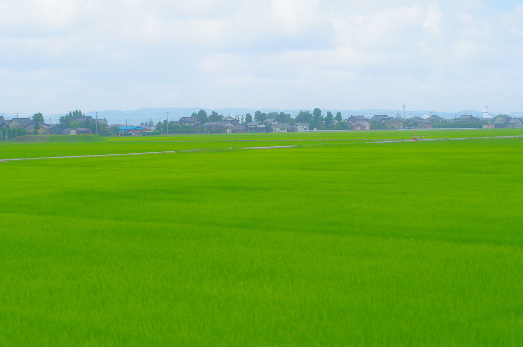 戸出から高岡へ　一面田んぼ