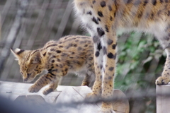 多摩動物公園 サーバルキャットの子供 親と並ぶ