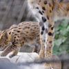 多摩動物公園 サーバルキャットの子供 親と並ぶ