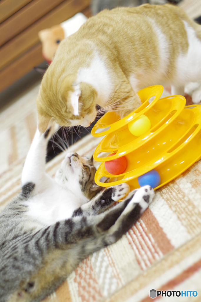 猫カフェ@鎌倉　ペトリ50mm f1.7