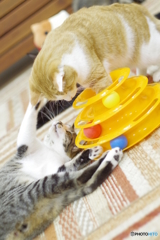 猫カフェ@鎌倉　ペトリ50mm f1.7
