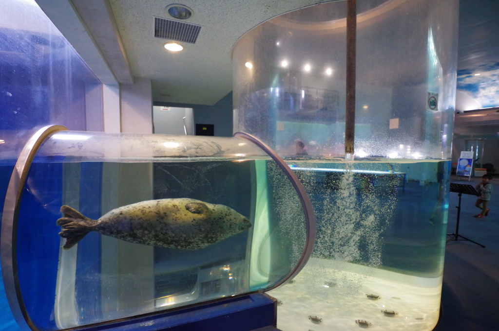 のとじま水族館　すぃーっと泳ぐアザラシ２