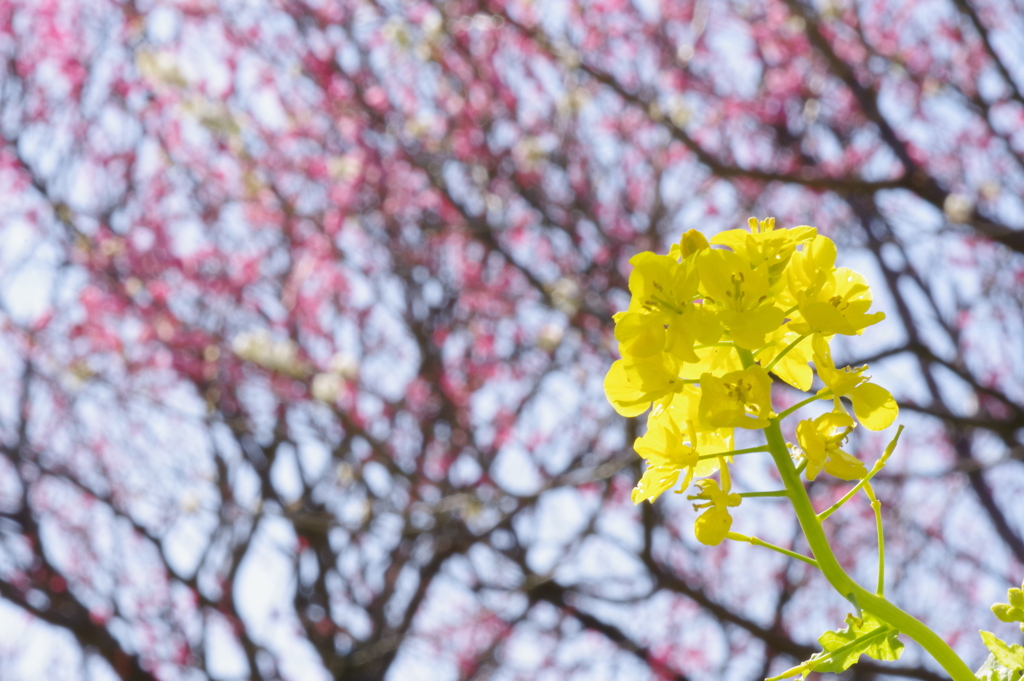 富山植物公園 梅と菜の花が綺麗 (10)