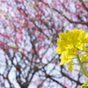 富山植物公園 梅と菜の花が綺麗 (10)