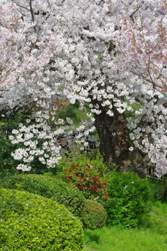 2020 兼六園　花を愛でる ペトリ50mm f1 (9)