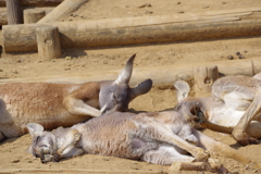 カンガルー 全滅