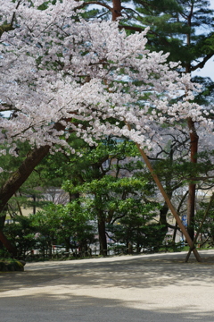 兼六園 桜 (26)